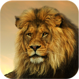 com.applicious.lionwallpapers