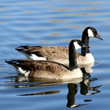 info.gaiaguide.android.app.canadianbirds