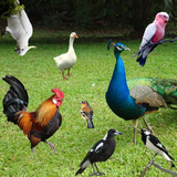 venkateshwara.BirdsSounds