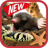 ir.tinasoft.animal_olfactory_new