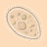 com.singlecellsoftware.swampwater