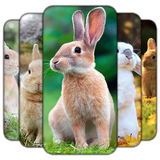 com.guanlinzai.online.rabbit.animals.cutebunny.rabbitpicture.wallpapers.freebackgrounds