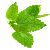 com.kksal55.sifali_bitkiler