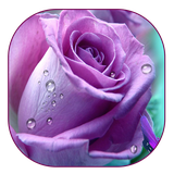 dangsonmai.lwp.purpleRose