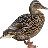 il.co.anykey.games.duckgames.duckduckduck