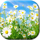 com.SpringLiveWallpaperSun