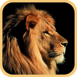 com.pbs.android.animalssounds