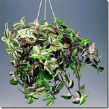 ir.haram.uhvcerthjklpoiuytre