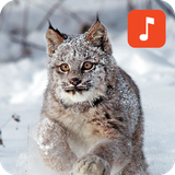 bobcat_sounds.manitdev.info