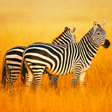 com.wildlife.zebra