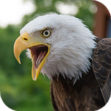 com.ahepton.eaglewallpapers