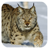lynx.tbem.com