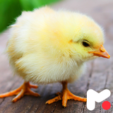 mobipa.ChickenWallpapers