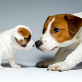 com.dogsimulator.jackrussell