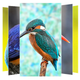 com.suviapps.Kingfisher.Bird.Wallpaper