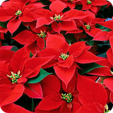 buy.delneshin.golapartemani