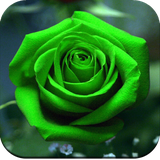 com.hdgreenwallpaper.greencolorimage.greensolidcolor.backgrounds