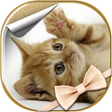 com.cpe.cutecatslivewallpaper