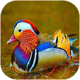 shafagh.tirehayparandegan