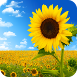 com.sunflower.wallpaper.sunflowerdulalwallpaper