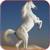 com.hd.horsewallpaper.nice.horsepictures.beautifulhorse.wallpaper