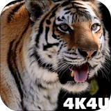 com.lwp4k4u.tiger