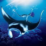 com.wildlife.manta