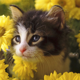 com.yodesoft.android.game.yopuzzleCats