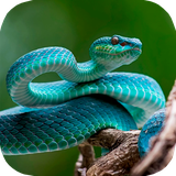 ir.tinasoft.snake_lizard