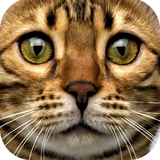 com.PiterHaSa.CatSounds