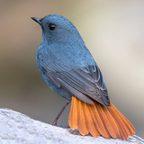 com.luminousapps.birding