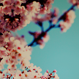 jp.co.a_tm.android.plus_sakura_nostalgie