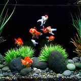 badi.akvarium.tarahi