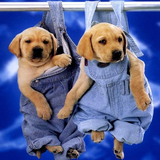 com.cowgame.PuppyWallpapers