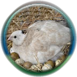 sekandari.appparvaresh.belderchin