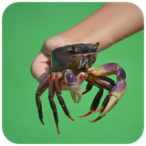 com.hd.crab.wallpaper.images.crabphoto.bestpicture.animal