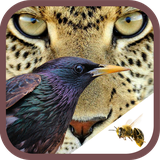 ir.tinasoft.animal_time_sense