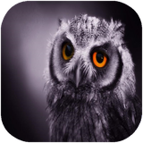 folad.parandeganeshekarivajoghdha