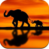 com.elephantwallpaper.elephantpictures