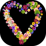 com.ptdstudio.liveflowersdrawing