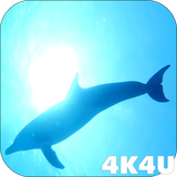 com.lwp4k4u.dolphins