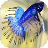 parvaz.olumedaryaeevaabzian