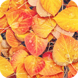com.autumnwallpaper.wallpaper.hdwallpaper