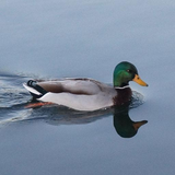 com.johneyboy.duckcalls