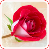 com.imnet.shakibabash