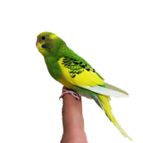 com.deepminds.ghanari