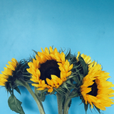 com.brkmedia.flowerswallpaper