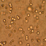 aaaa.ofoonate.edrari