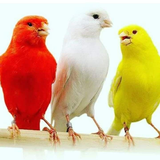 gi.ttashvvigh.ghannari