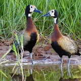 com.amanrajapps.lovelyducks